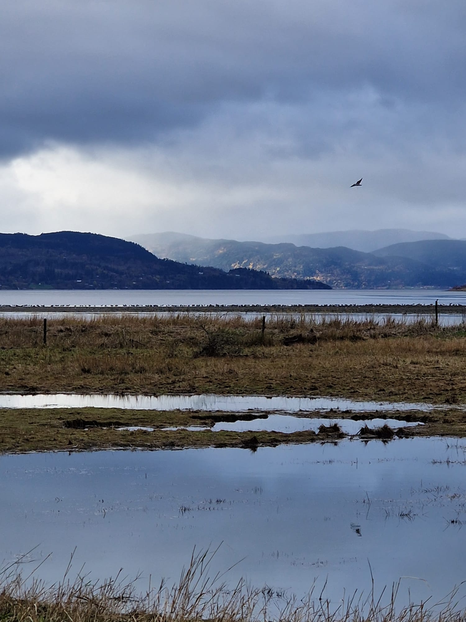 Waterfowl Conditions